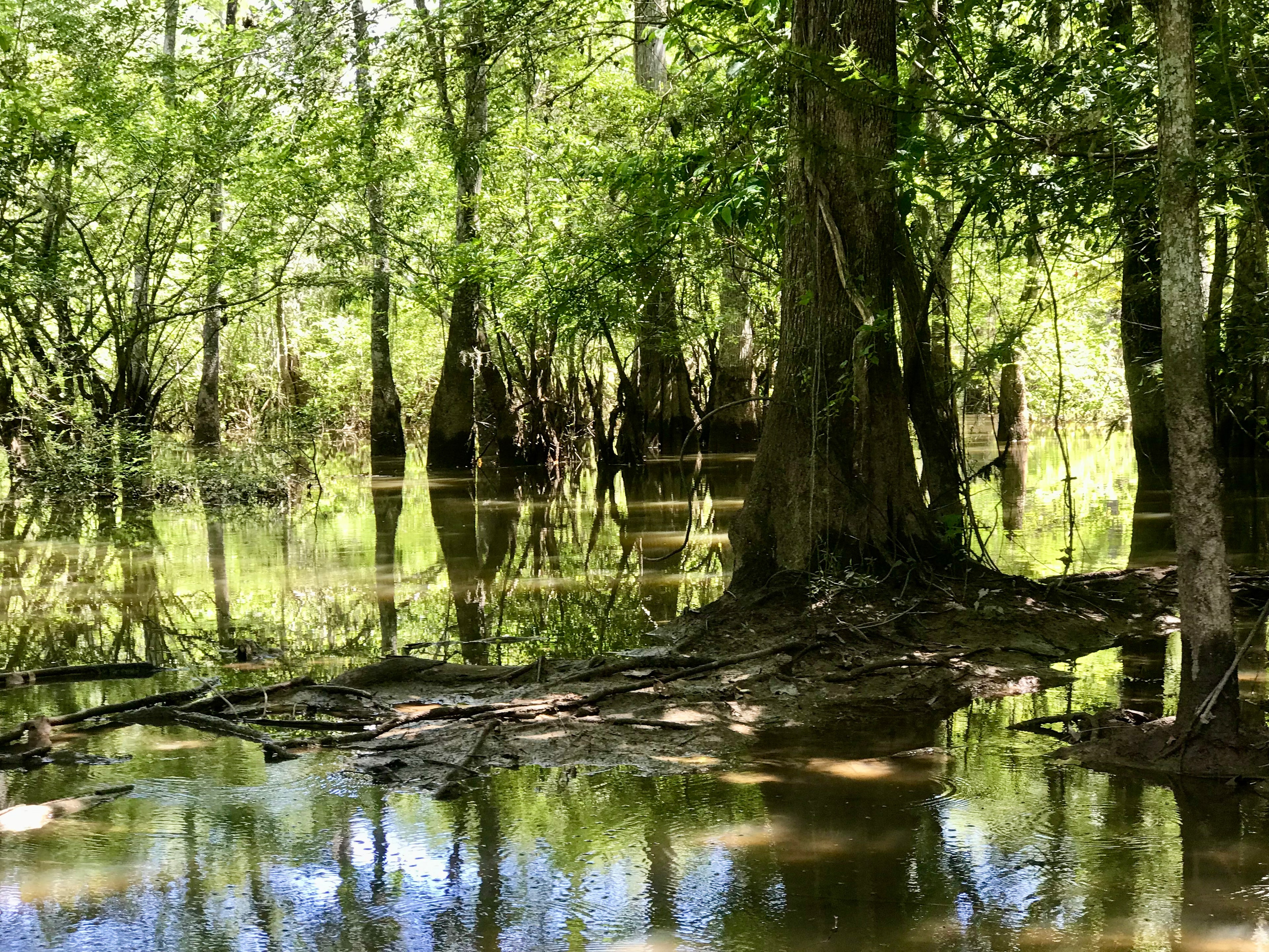 Louisiana bayou swamp with cypress trees, reflective water-rustic southern vibes, nature lovers favorite. Shop local small business Bayou Backwoods Slidell Pearl River Lacombe Mandeville