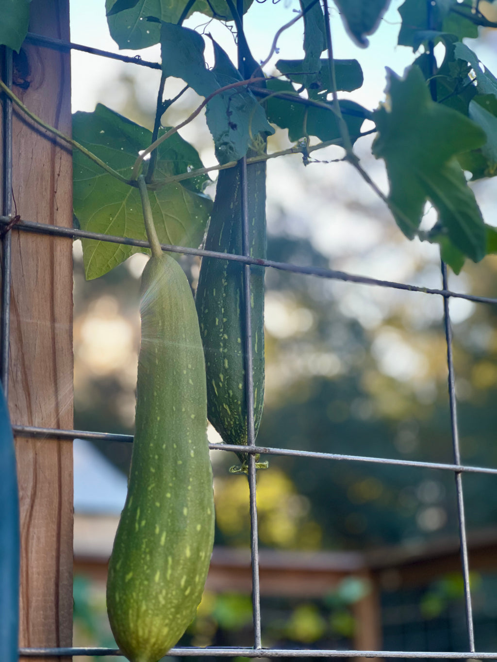 Bayou Backwoods luffa loofah growing homegrown shop local Slidell Mandeville Covington Pearl River