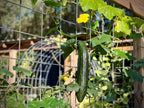 Bayou Backwoods luffa loofah growing homegrown shop local Slidell Mandeville Covington Pearl River
